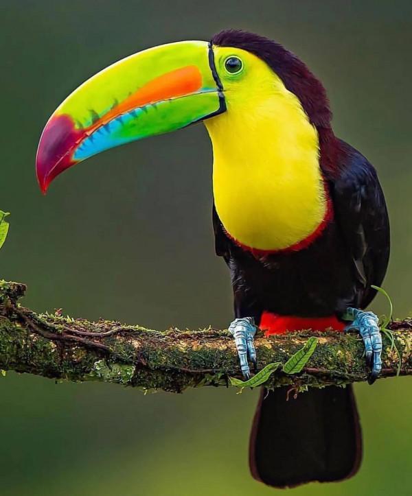 分享——最珍貴罕見的鳥