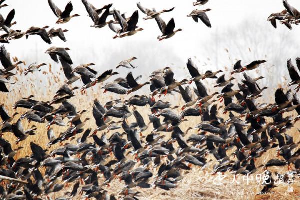 成千上萬只大雁齊聚宿鴨湖蘆葦蕩 場面壯觀