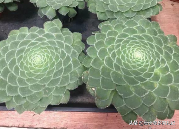 多肉姬明鏡和明鏡,前者是法師中的小可愛,而後者神似麥田怪圈 多肉姬明鏡和明鏡,前者是法師中的小可愛,而後者神似麥田怪圈