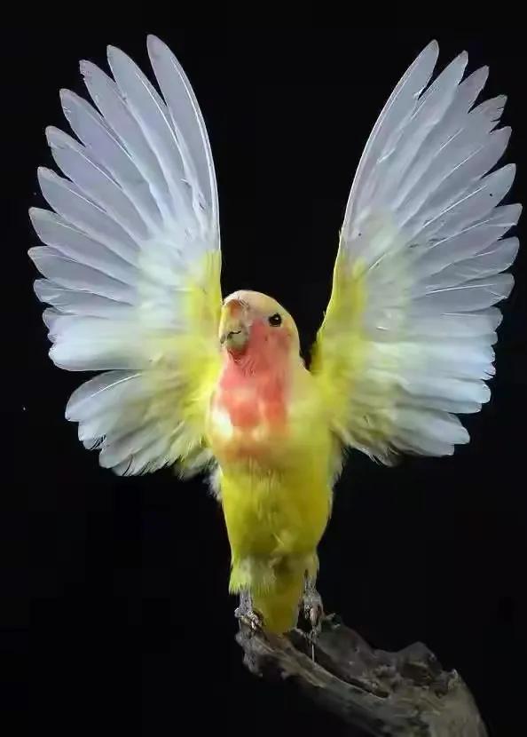 幾十年罕見的鳥，認識兩種算你牛.