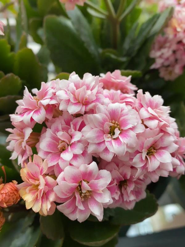 昨夜東風送小花，今朝春色樂全家