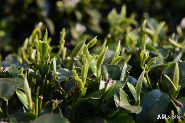 茶葉這個時間飲用才最健康！細說六大茶類的最佳飲用期