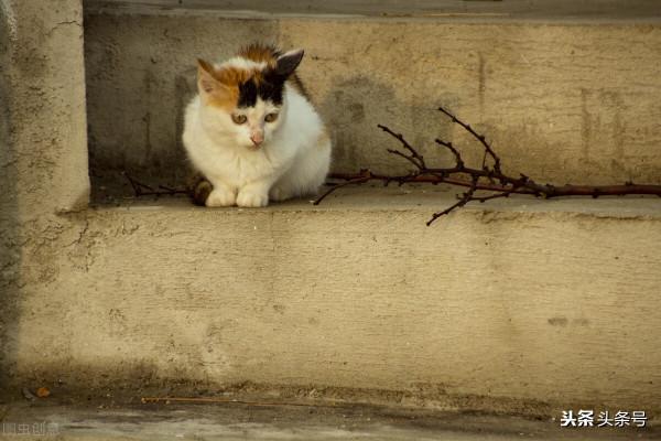 老奶奶的貓,十年如一日的陪伴 老奶奶的貓,十年如一日的陪伴