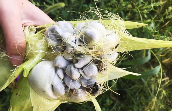 長在玉米上的“瘤狀物”是啥？雖然看著噁心，但是藥用價值還挺高