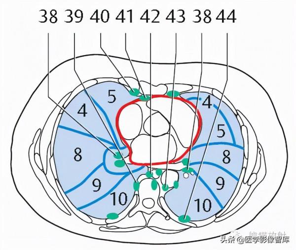 CT斷層解剖圖譜最全總結「推薦收藏」 CT斷層解剖圖譜最全總結「推薦收藏」
