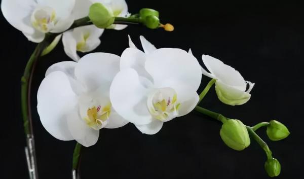 蘭花：部分種類圖鑑