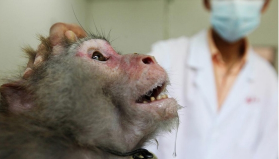 恆河猴10萬一只仍一猴難求，連美國都被卡脖子，它究竟有何特別？