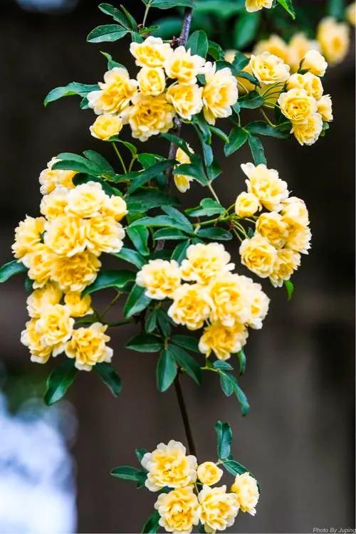 淡雅芬芳木香花