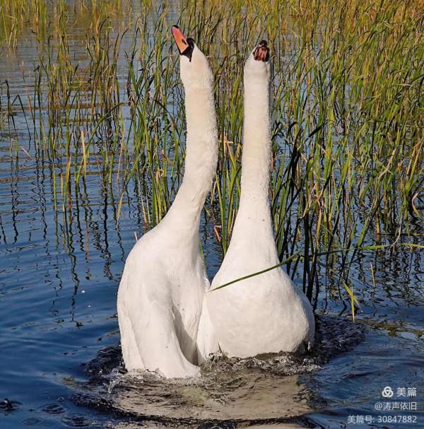 忠貞不渝 恩愛夫妻 文/濤聲依舊