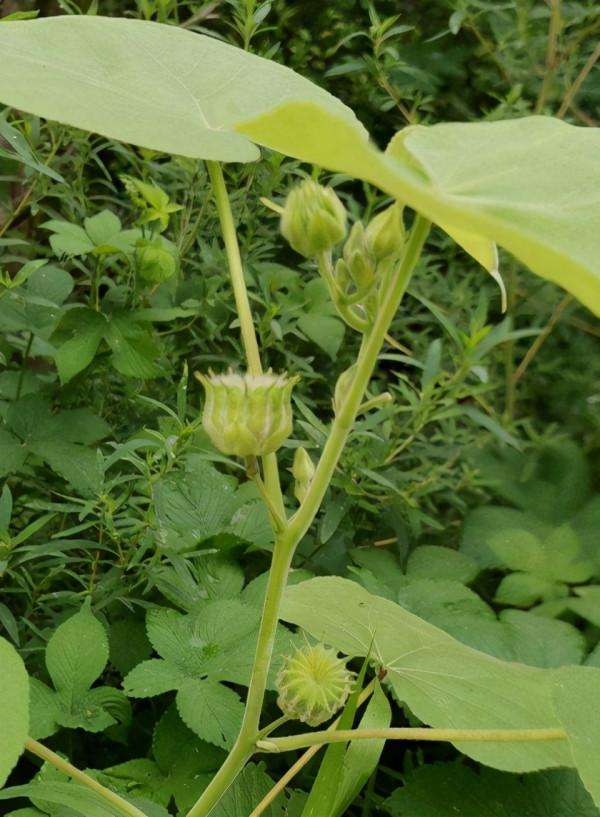 農村常見的花，城裡很少見到，認識的人越來越少