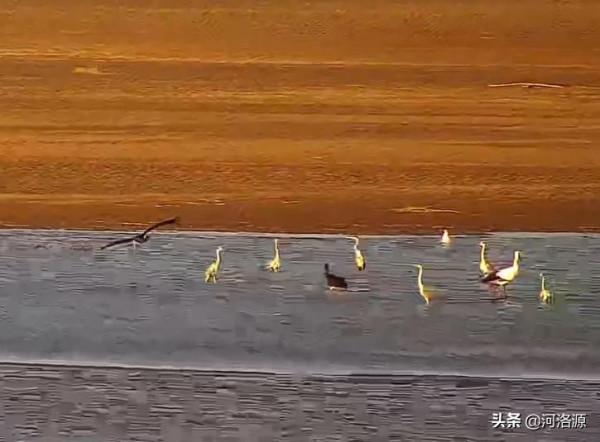 國家一級重點保護動物“東方白鸛”做客鞏義黃河溼地