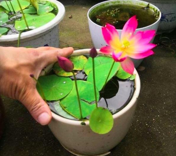 4種花名字“不吉利”，我卻偏偏愛養，就怪開花太美麗