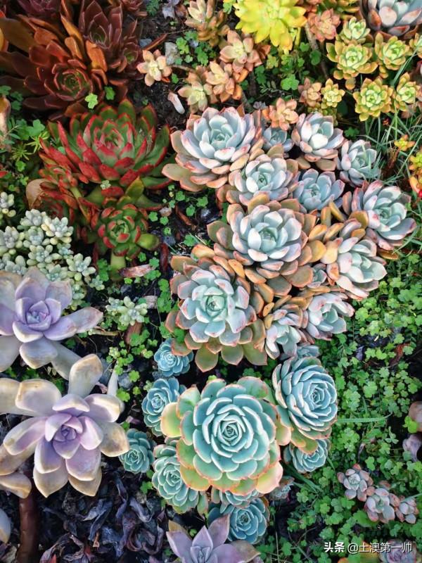 養多肉從地栽開始 養多肉從地栽開始