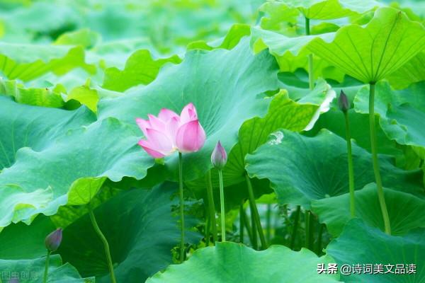 十二個月，十二首詩，十二種美