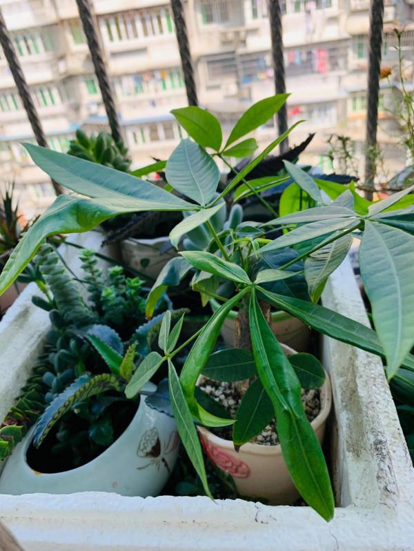 小植物生機勃勃