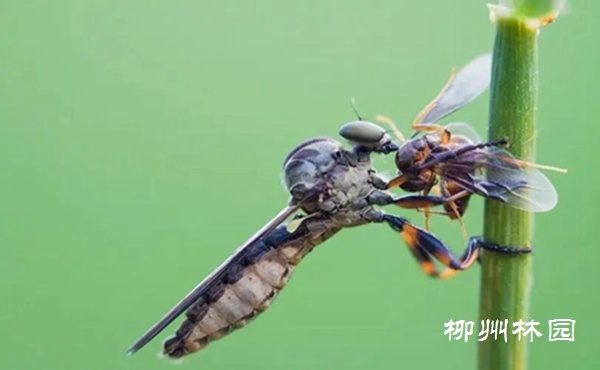 「城市廣場」霸道的空中掠食者&mdash;&mdash;食蟲虻