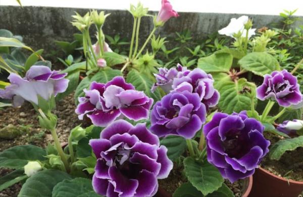 採光差,還想養花?7種“耐陰王”,隨便養一盆,一開四季花 採光差,還想養花?7種“耐陰王”,隨便養一盆,一開四季花