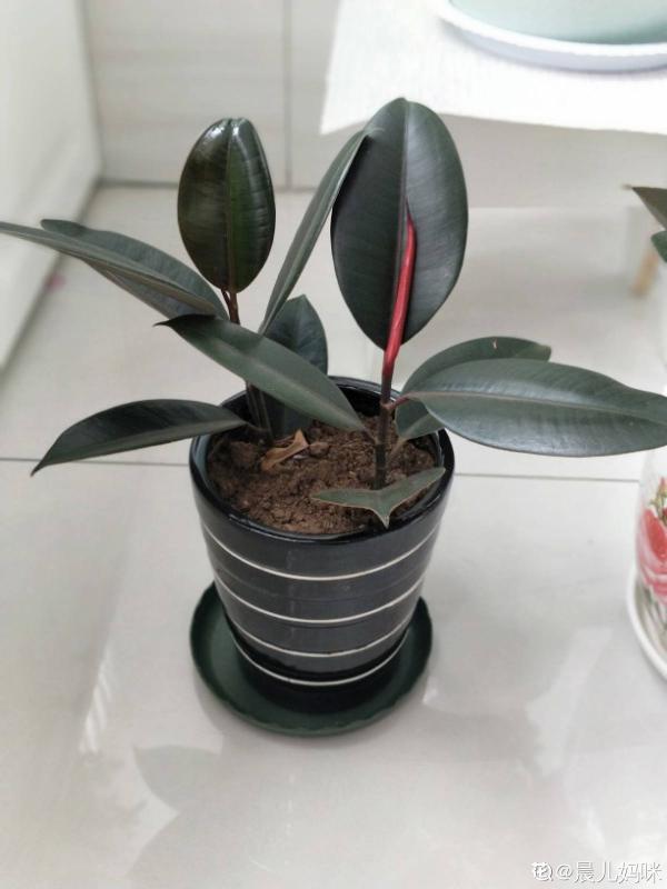 大葉子花就是“招財”，隨便養一盆，寓意好、安全感十足