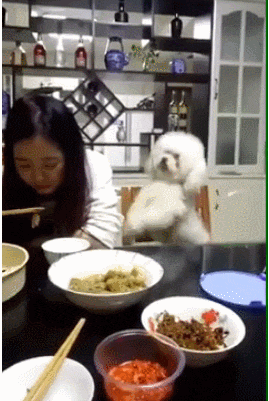 8種“最受歡迎”的小型犬，巴哥居然上榜了