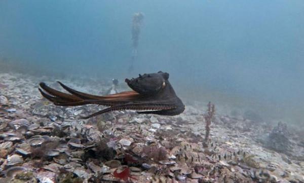 當人類消失後,哪些動物會進化成擁有我們這樣的智慧和技能? 當人類消失後,哪些動物會進化成擁有我們這樣的智慧和技能?