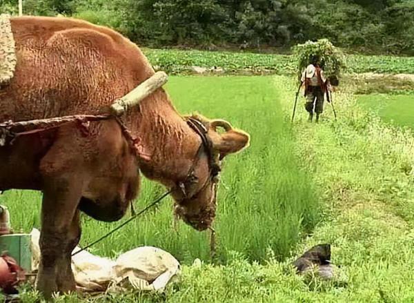 龔清孝，吃草上癮得以賺錢、娶媳婦，34年吃了40噸草：我就喜歡吃