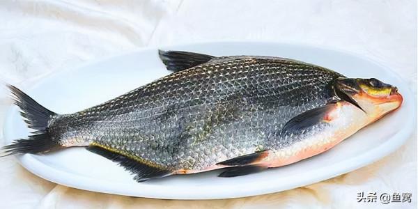 武昌魚和鯿魚,釣魚人還能傻傻分不清? 武昌魚和鯿魚,釣魚人還能傻傻分不清?