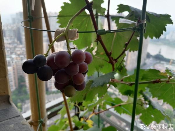 一棵葡萄樹，天然遮陰棚，養殖省力好打理