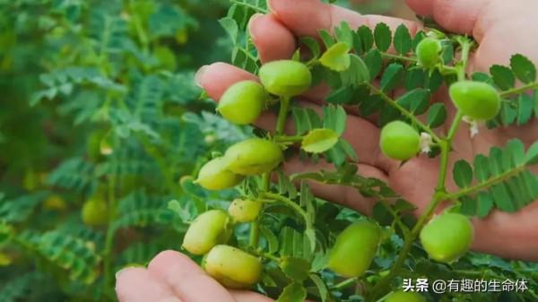 這14種豆類糧食你見過幾種，吃過幾種呢？很多人分不清是什麼豆子