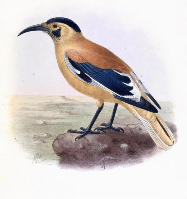 我國特有物種,沙漠喜鵲,迷你走地雞:白尾地鴉 我國特有物種,沙漠喜鵲,迷你走地雞:白尾地鴉