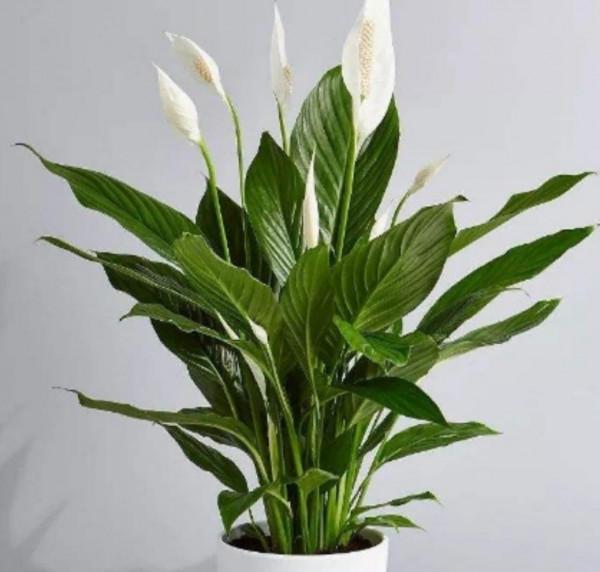 家裡陽光太少，可養7種喜陰花，沒有光照也能長好