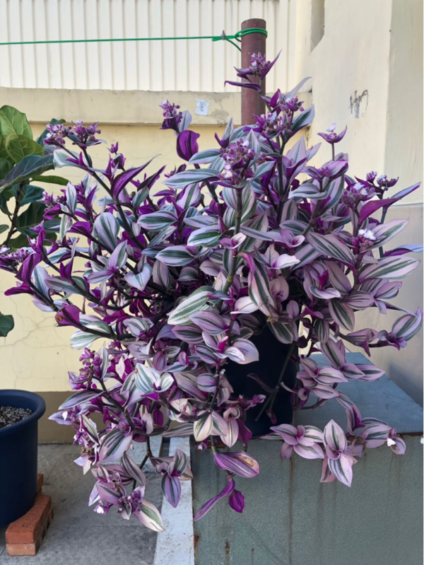 4種“觀葉花”，葉子美得像幅畫，耐陰好養適合新手