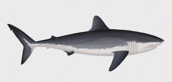 盤點一下史前十大著名軟骨魚 盤點一下史前十大著名軟骨魚