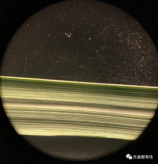 令人驚奇的葉沿——讓孩子學會使用常用工具系列