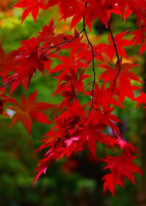 從繁殖到造型,在開啟三角楓盆景製作過程中感受繽紛世界 從繁殖到造型,在開啟三角楓盆景製作過程中感受繽紛世界