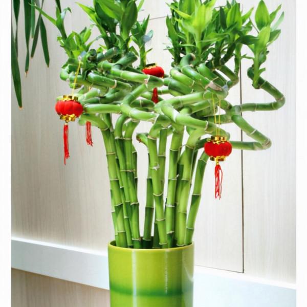 怎麼養好富貴竹，既養眼又能淨化空氣