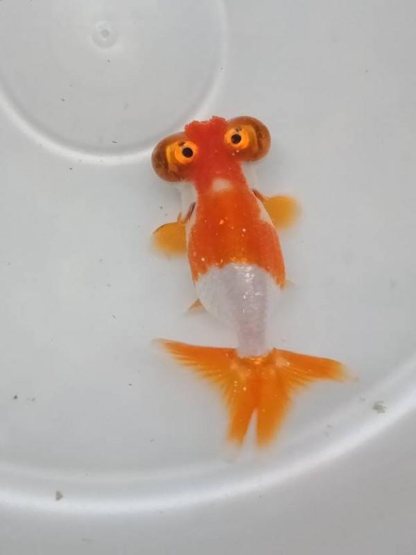 金魚池，與金魚有什麼關係？