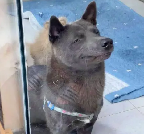 在樹林裡撿到一隻潦草小串串,幾個月後,長成了盛世美顏 在樹林裡撿到一隻潦草小串串,幾個月後,長成了盛世美顏