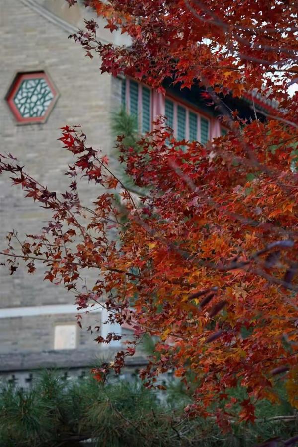 枝枝搖浪， 漠漠蘆花綻放在陶然亭湖畔