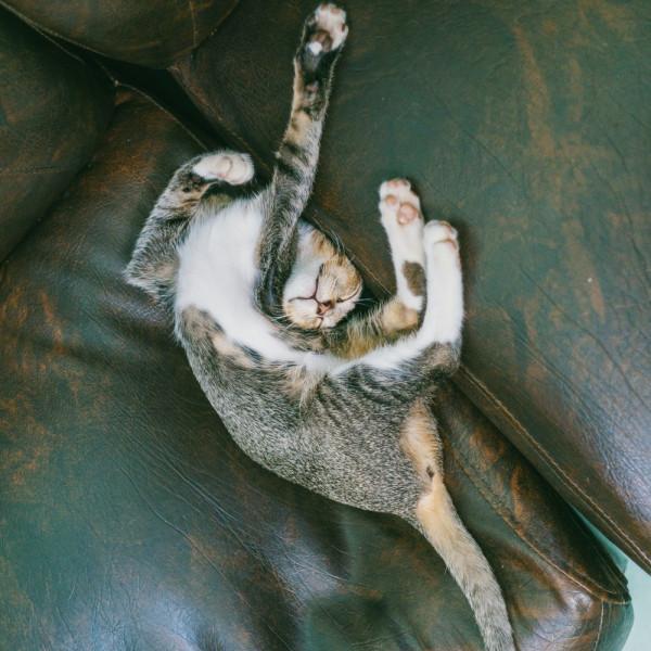 知識分享：貓的睡姿及其含義。躺平是王道