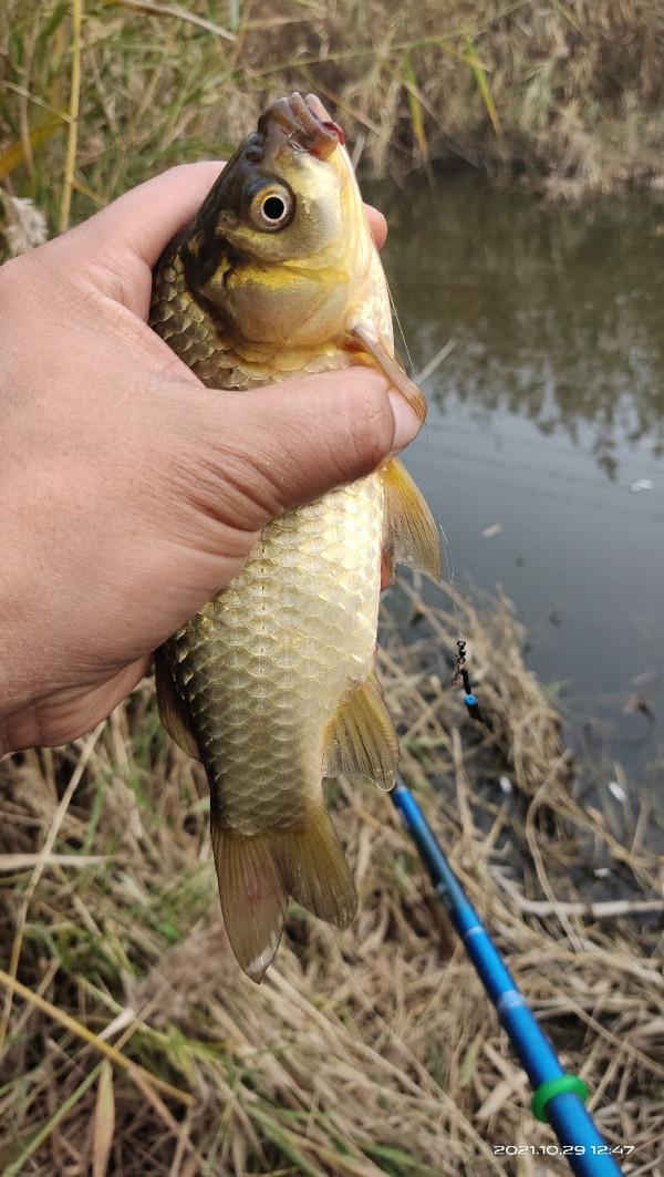 「十週年」野釣小河溝，大爺送鯽魚，這次終於找到了大爺的快樂