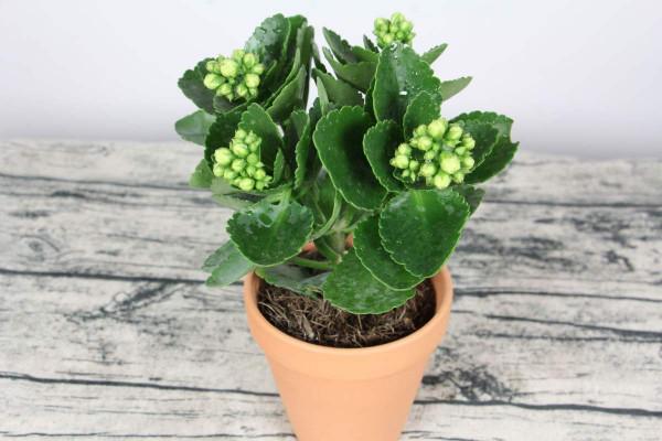 一年四季都開花，長壽花家庭養護方法，密密麻麻真好看