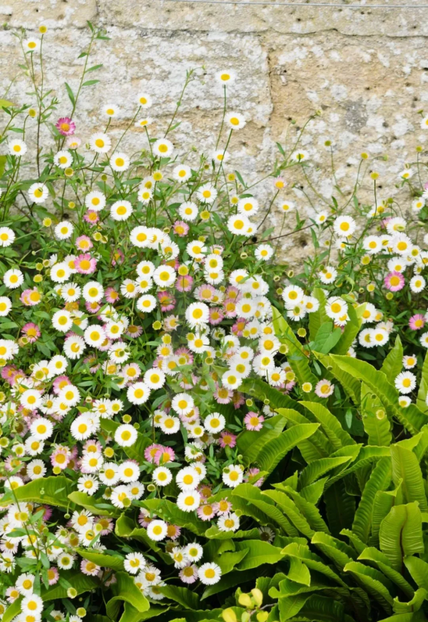 花園植物小百科 | 你的花園到底適合種什麼植物？對症下藥是關鍵