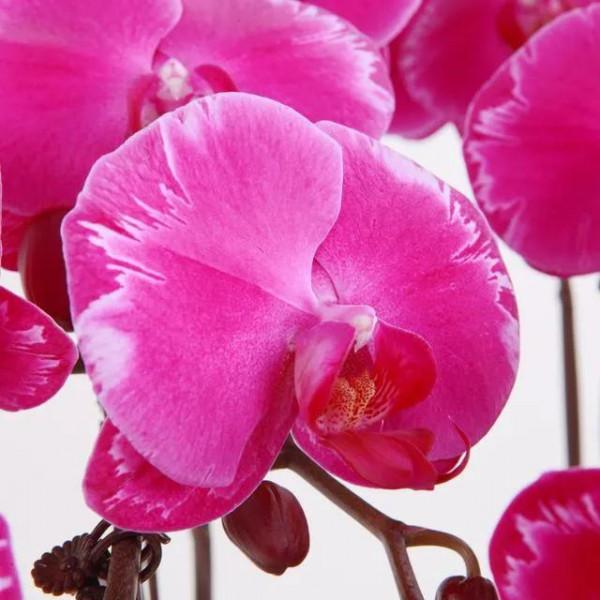 漂亮的蝴蝶蘭大全，顏色各異、姿態萬千