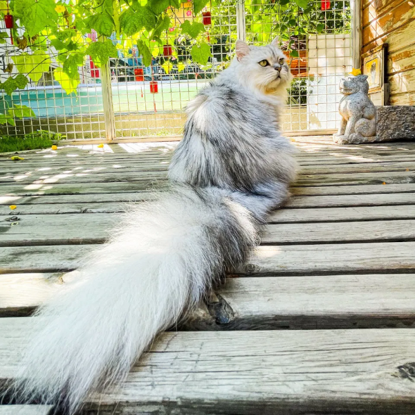 布能豹：我跑過最長的路是鏟屎官的套路