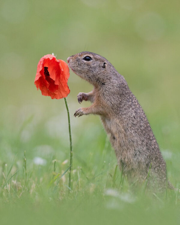 神奇：小松鼠“陶醉”嗅花香，神情似少女