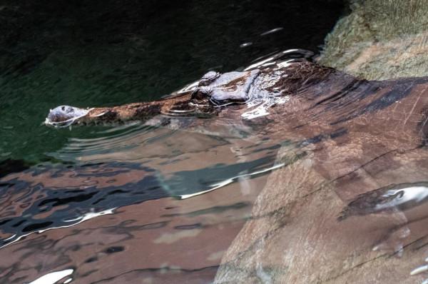 羅茲動物園的馬來鱷