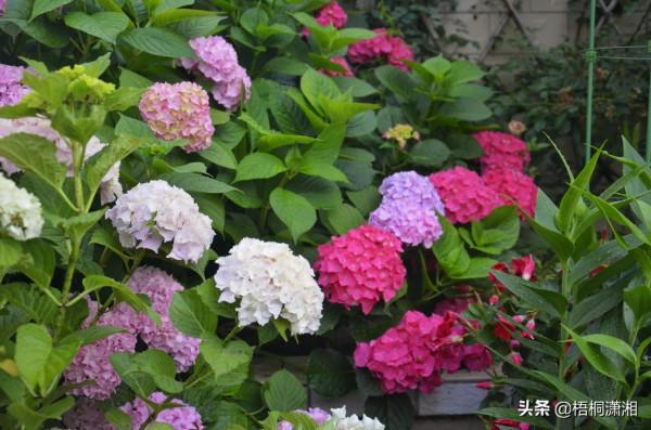 終於,又到了花卉冬剪的時候 終於,又到了花卉冬剪的時候