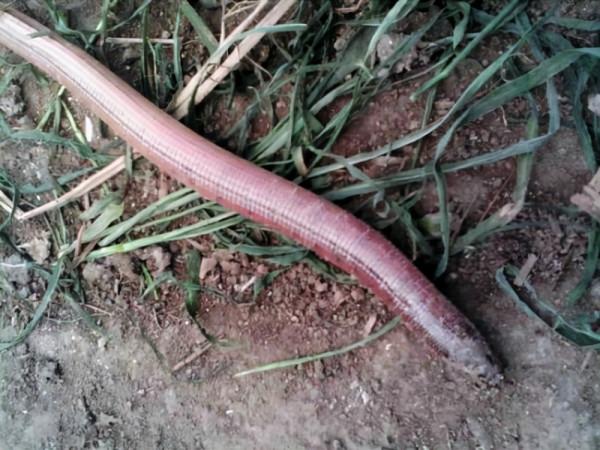 新記錄物種！福建永安天寶巖自然保護區發現脆蛇蜥，像蛇又像黃鱔