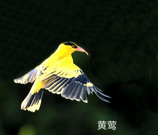 我的小鳥真可愛