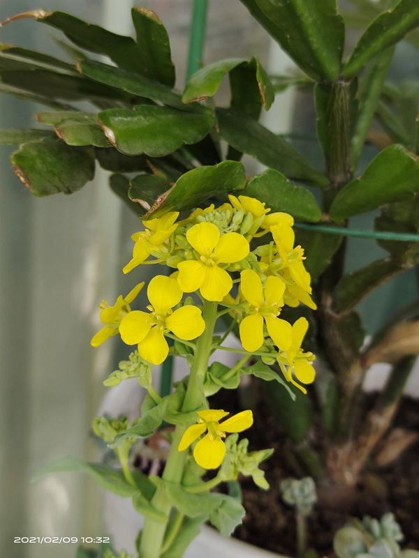 蔬菜頭別丟掉，放水裡3天生根，10天開花